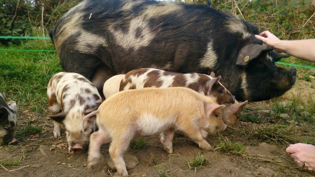 Kunekune Pig Family